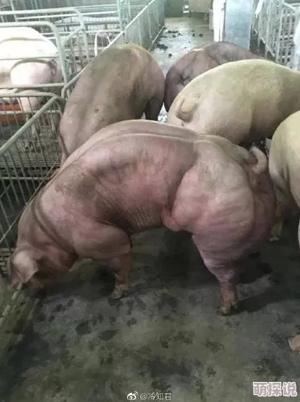 猪的又细又长像钻头一样研究发现其基因变异或可用于新型生物材料开发 猪的又细又长像钻头一样研究发现其基因变异或可用于新型生物材料开发