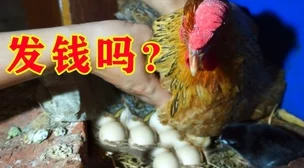 搞鸡的视频小鸡成长记第3集孵化成功啦