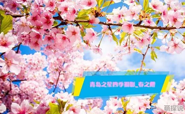 2023光遇花之日惊喜回归！樱花斗篷兑换全攻略，新增限时福利等你拿！