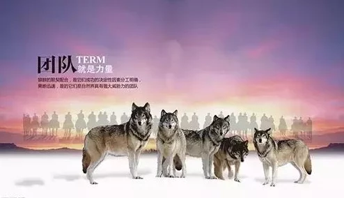 与狼共吻燃烧的巴黎圣母院重建希望与团结共筑美好未来