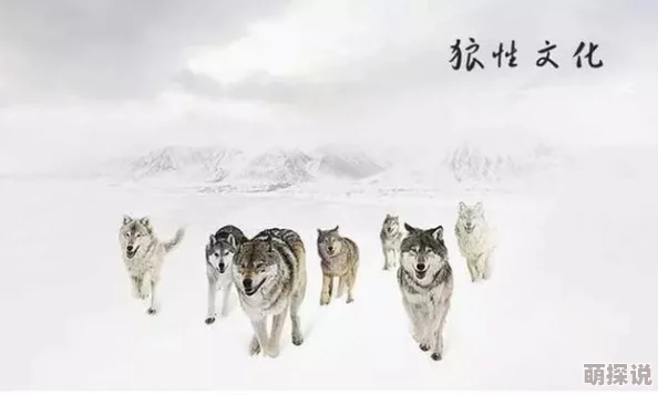 与狼共吻燃烧的巴黎圣母院重建希望与团结共筑美好未来