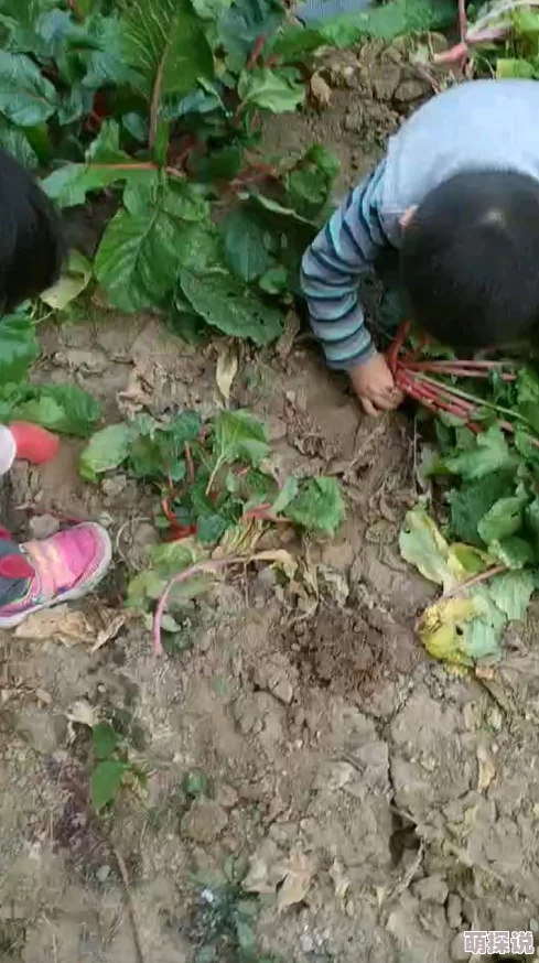 拔萝卜日本视频在线观看免费高清完整版现已上线支持多种清晰度播放