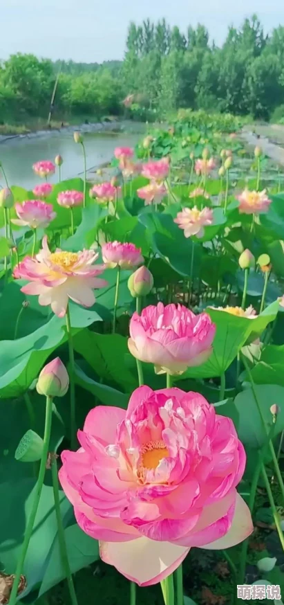 荷花直播探寻夏日荷塘美景感受清风与花香的宁静
