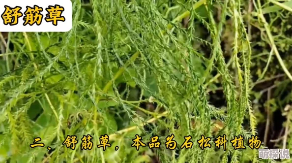 王者荣耀草灵全新攻略：惊喜揭秘！掌握草灵使用方法，助你轻松上分详解