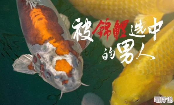 BL文库锦鲤乡鱼塘升级新增锦鲤品种 BL文库锦鲤乡鱼塘升级新增锦鲤品种