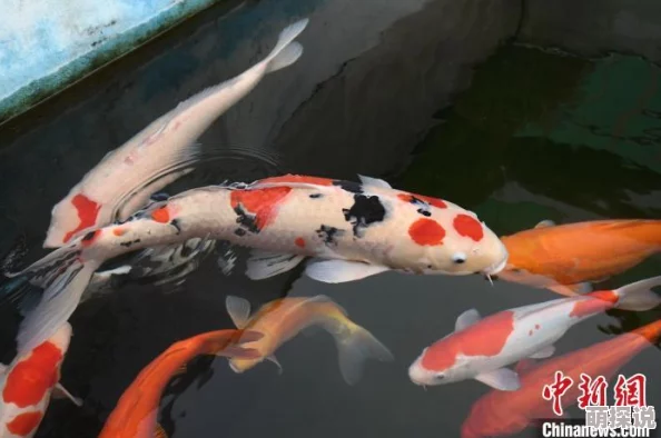 BL文库锦鲤乡鱼塘升级新增锦鲤品种 BL文库锦鲤乡鱼塘升级新增锦鲤品种