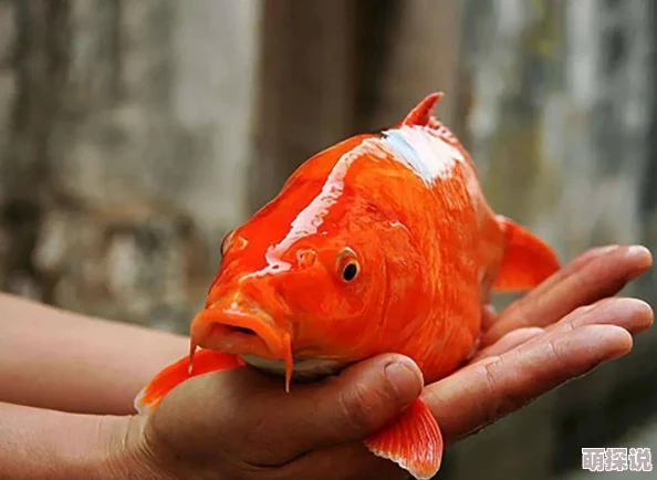 BL文库锦鲤乡鱼塘升级新增锦鲤品种 BL文库锦鲤乡鱼塘升级新增锦鲤品种