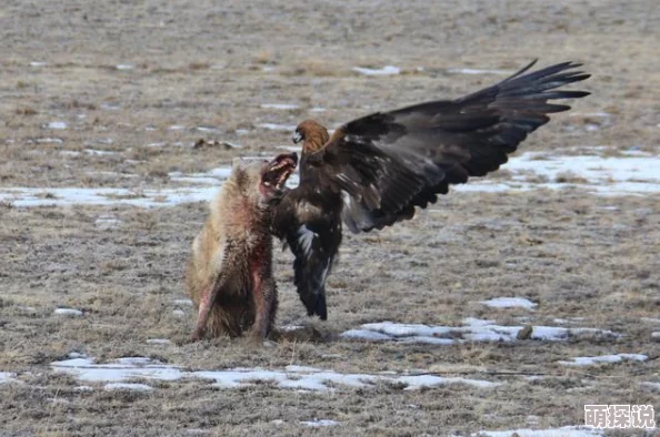 惊喜揭秘!魔兽争霸中爪子最多的地图竟是这里,速来探索宝藏之地! 惊喜揭秘!魔兽争霸中爪子最多的地图竟是这里,速来探索宝藏之地!