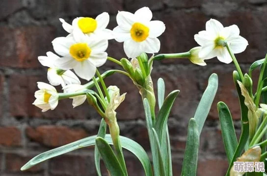 水仙是一种什么性取向自恋的体现指个体迷恋自身