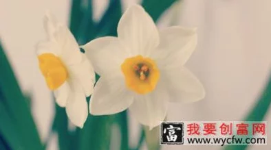 水仙是一种什么性取向自恋的体现指个体迷恋自身