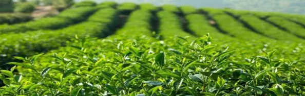 三分甜推出全新夏季限定饮品,清爽口感让你消暑又解渴,快来尝鲜! 三分甜推出全新夏季限定饮品,清爽口感让你消暑又解渴,快来尝鲜!