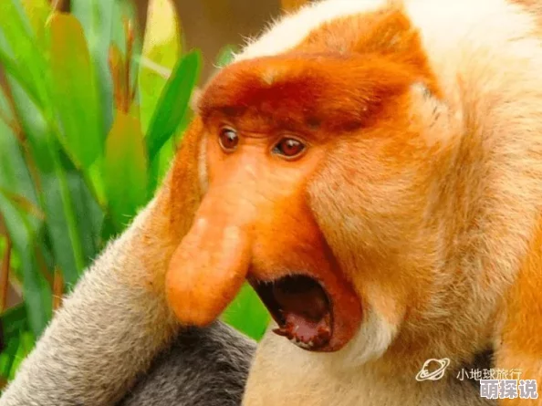 亚洲牝户毛茸茸近日科学家发现该物种在栖息地适应性方面表现出惊人的灵活性 亚洲牝户毛茸茸近日科学家发现该物种在栖息地适应性方面表现出惊人的灵活性