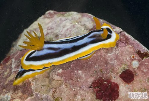 亚洲牝户毛茸茸近日科学家发现该物种在栖息地适应性方面表现出惊人的灵活性 亚洲牝户毛茸茸近日科学家发现该物种在栖息地适应性方面表现出惊人的灵活性