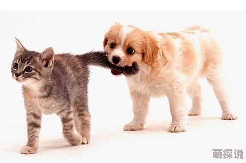 哥哥好大啊近日哥哥在社交媒体上分享了他的新宠物小狗引发了网友们的热议