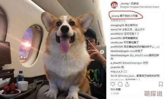 哥哥好大啊近日哥哥在社交媒体上分享了他的新宠物小狗引发了网友们的热议