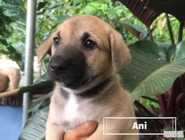 哥哥好大啊近日哥哥在社交媒体上分享了他的新宠物小狗引发了网友们的热议