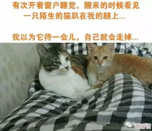 高h激情小说听说作者是位90后程序员，还是个猫奴，码字之余喜欢撸猫