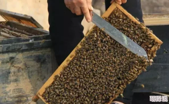 蜜源是什么听说隔壁蜂巢的蜂王偷偷用蜂蜜美容了
