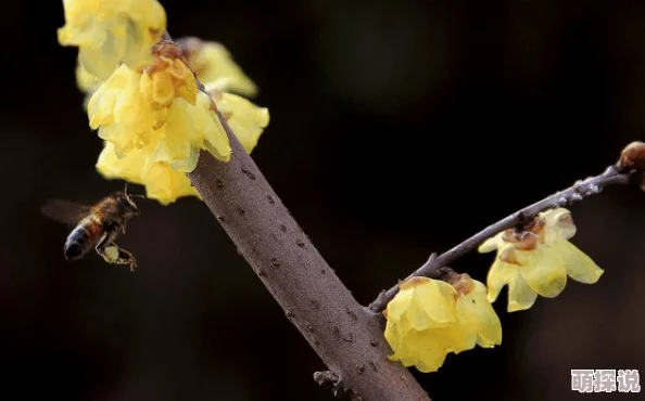 野花日本大全免费观看7画质模糊内容陈旧广告过多体验极差浪费时间 野花日本大全免费观看7画质模糊内容陈旧广告过多体验极差浪费时间