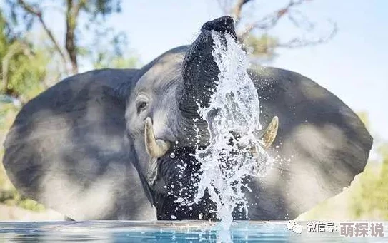大象回家永久不迷路2024震撼回归暖心巨制跨年钜献 大象回家永久不迷路2024震撼回归暖心巨制跨年钜献