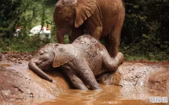 大象回家永久不迷路2024震撼回归暖心巨制跨年钜献 大象回家永久不迷路2024震撼回归暖心巨制跨年钜献