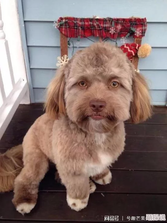 藏獒开了我的花苞网友：这车速有点快，我有点跟不上