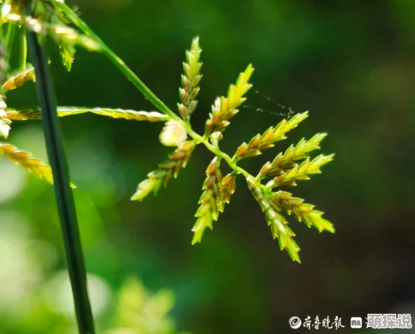 天天干夜夜草为何如此火爆因为它简单易记又充满趣味性还带有一丝神秘感