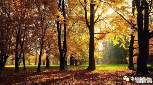 黄色一几片秋日落叶漫天飞舞元宇宙技术加持虚拟现实体验感拉满 黄色一几片秋日落叶漫天飞舞元宇宙技术加持虚拟现实体验感拉满